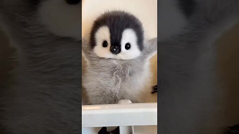 Handsome Penguin 🐧😍