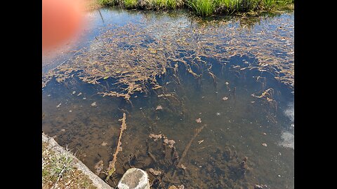 29.04.2025 Umweltskandale - Bad Bayersoien See - Verseuchter Zufluss an der Goldenen Brücke - Teil 2