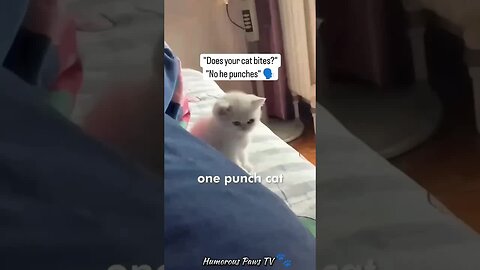 Funny animals 2024😂- Funniest Cats and Dogs Video😹🐶 #29