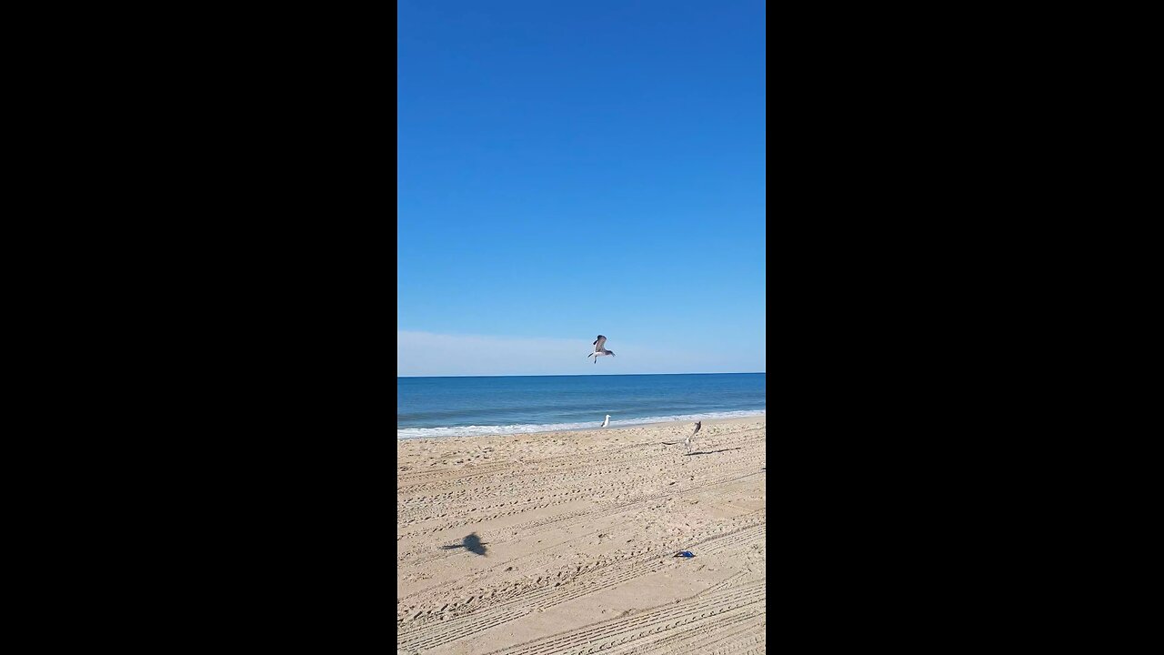 One minute of seagulls on the beach.