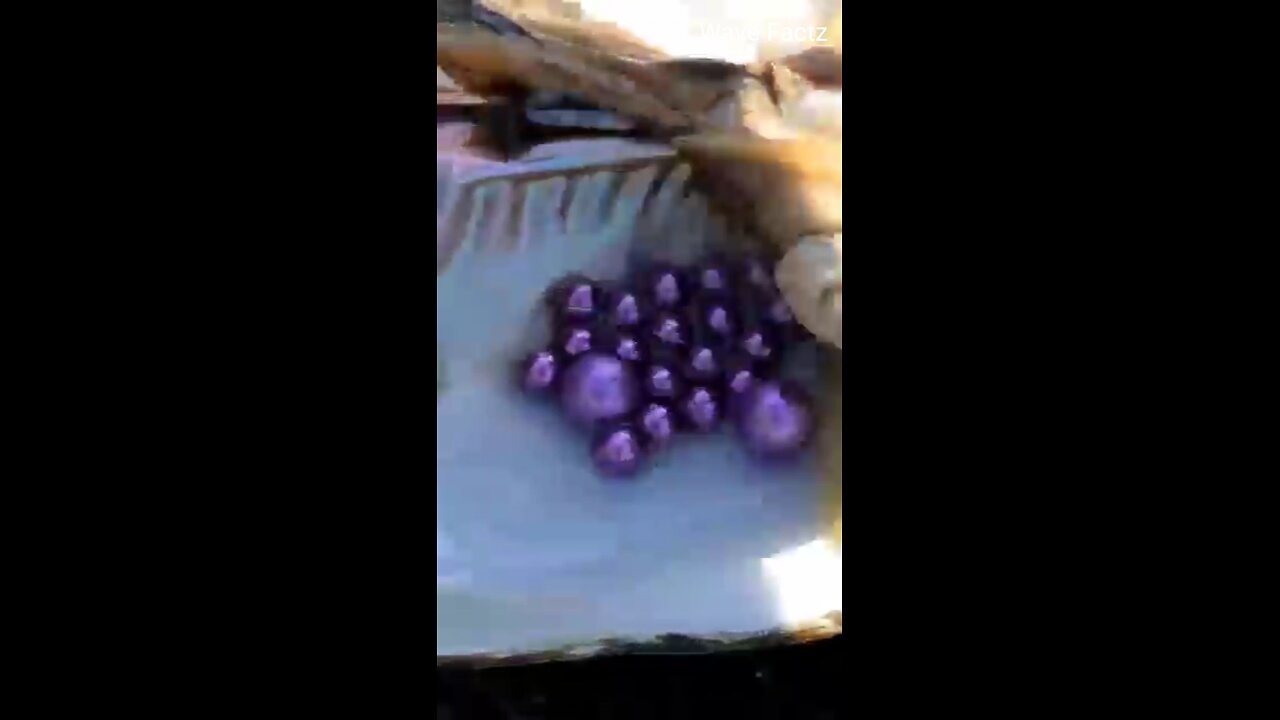 “क्या आप जानते हैं मोती कैसे बनते हैं?”|“Do you know how pearls are made?”| #pearl #facts #shorts