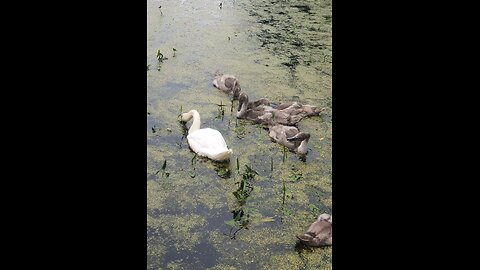 Family of Swan's eating YAHWEH’S Vegetation