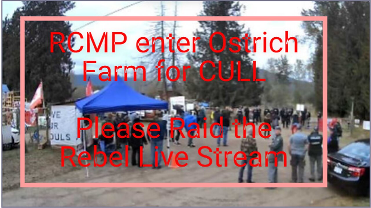BC Ostrich Rebel News Live Stream - Go Raid