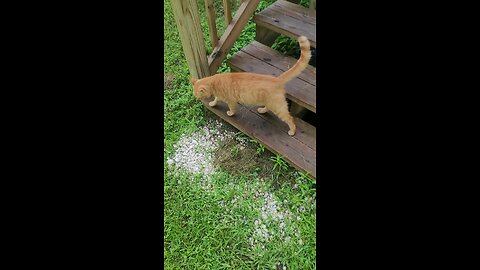 kitty kitty kitty