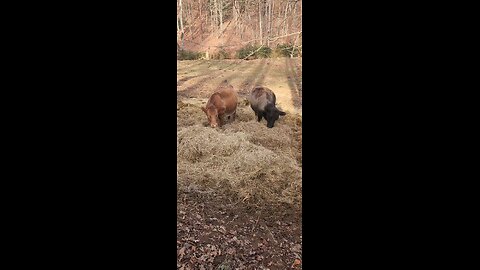 Heifers eating hay 2025.
