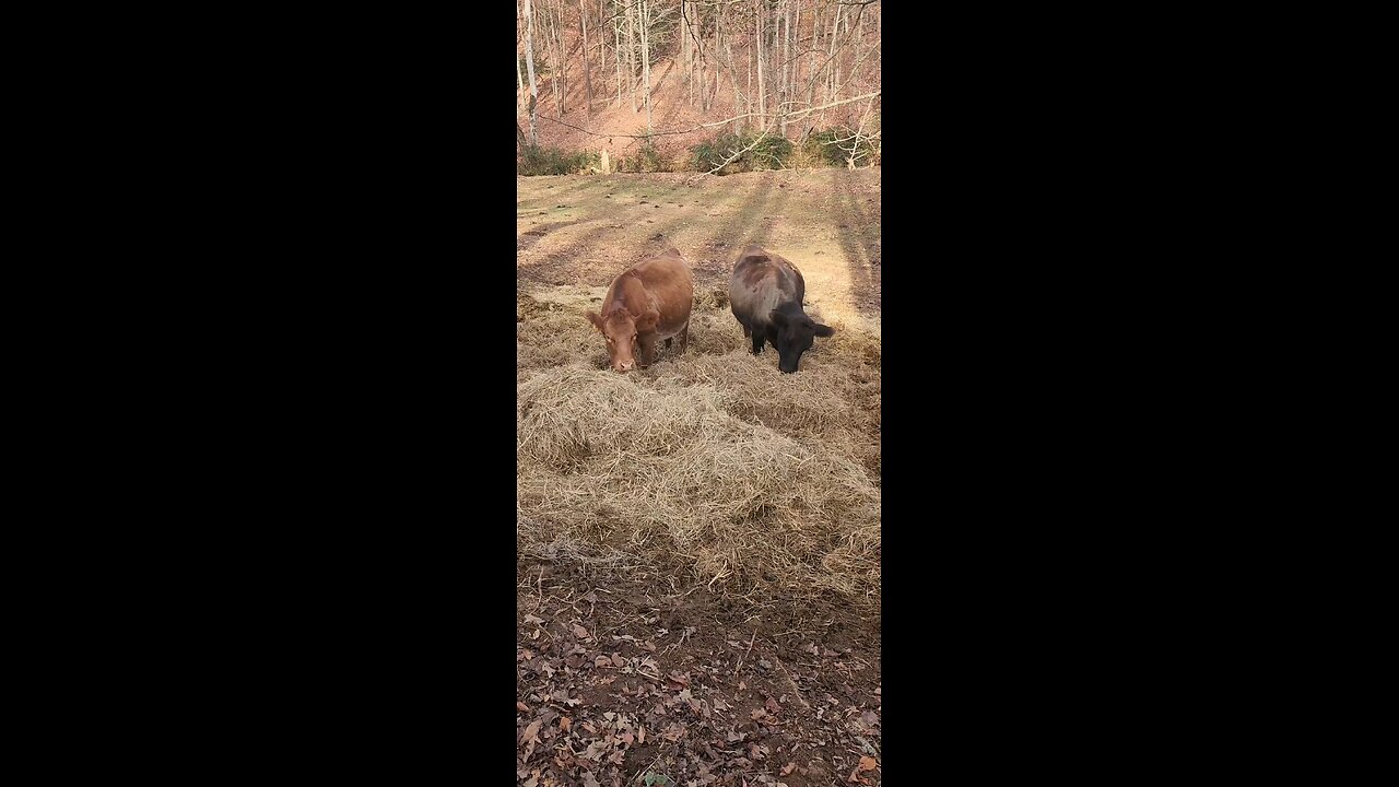 Heifers eating hay 2025.