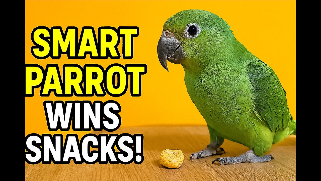 parrot can earn lots of snacks by answering questions | smart pet | cute pet ||