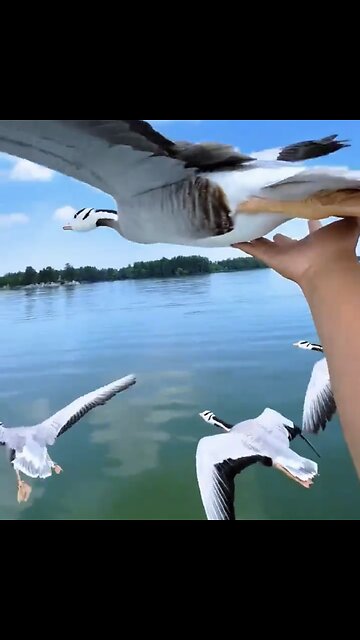 TOURIST TOUCH WILD GEESE🦆🌊🛥️🦆📸FLYING OVER BEAUTIFUL LAKE🦆🛥️🌊💫