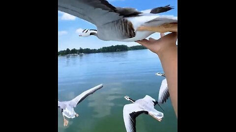 TOURIST TOUCH WILD GEESE🦆🌊🛥️🦆📸FLYING OVER BEAUTIFUL LAKE🦆🛥️🌊💫