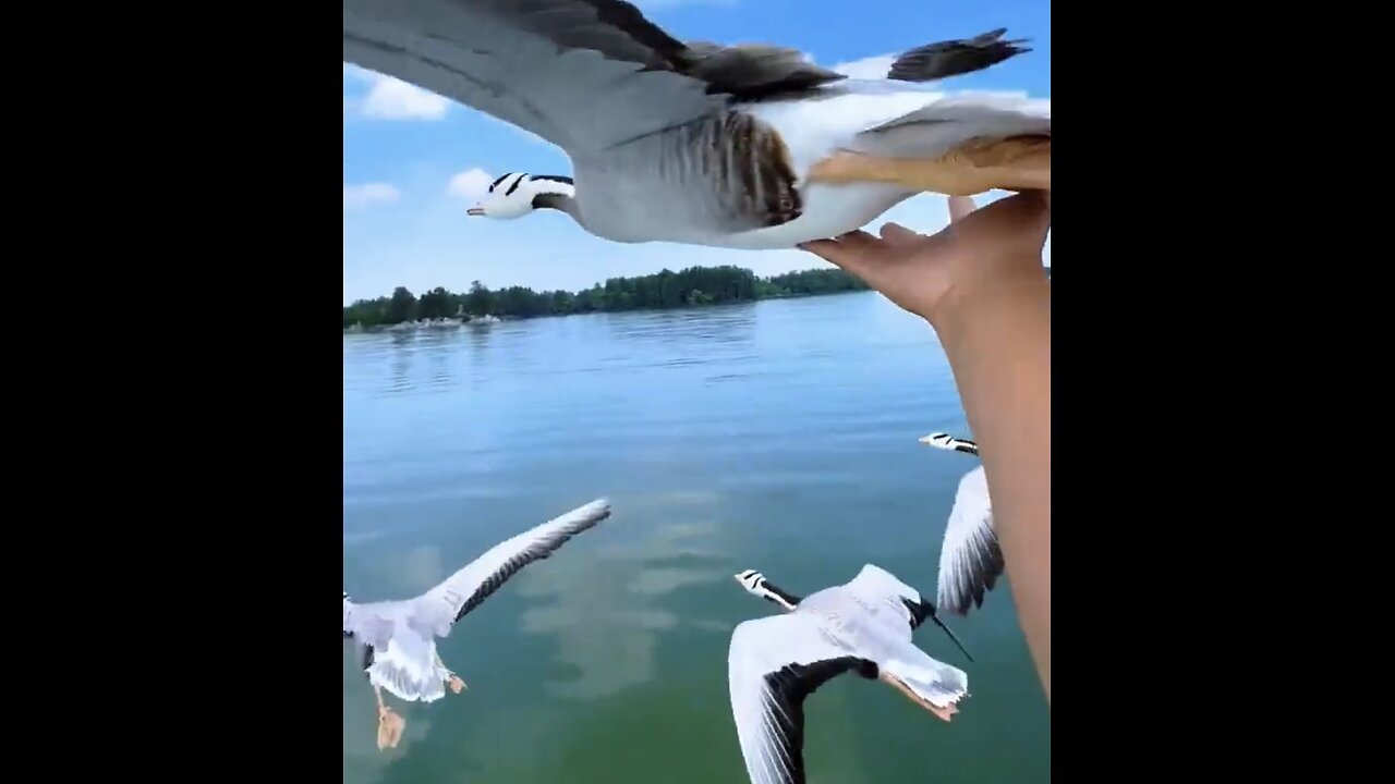 TOURIST TOUCH WILD GEESE🦆🌊🛥️🦆📸FLYING OVER BEAUTIFUL LAKE🦆🛥️🌊💫