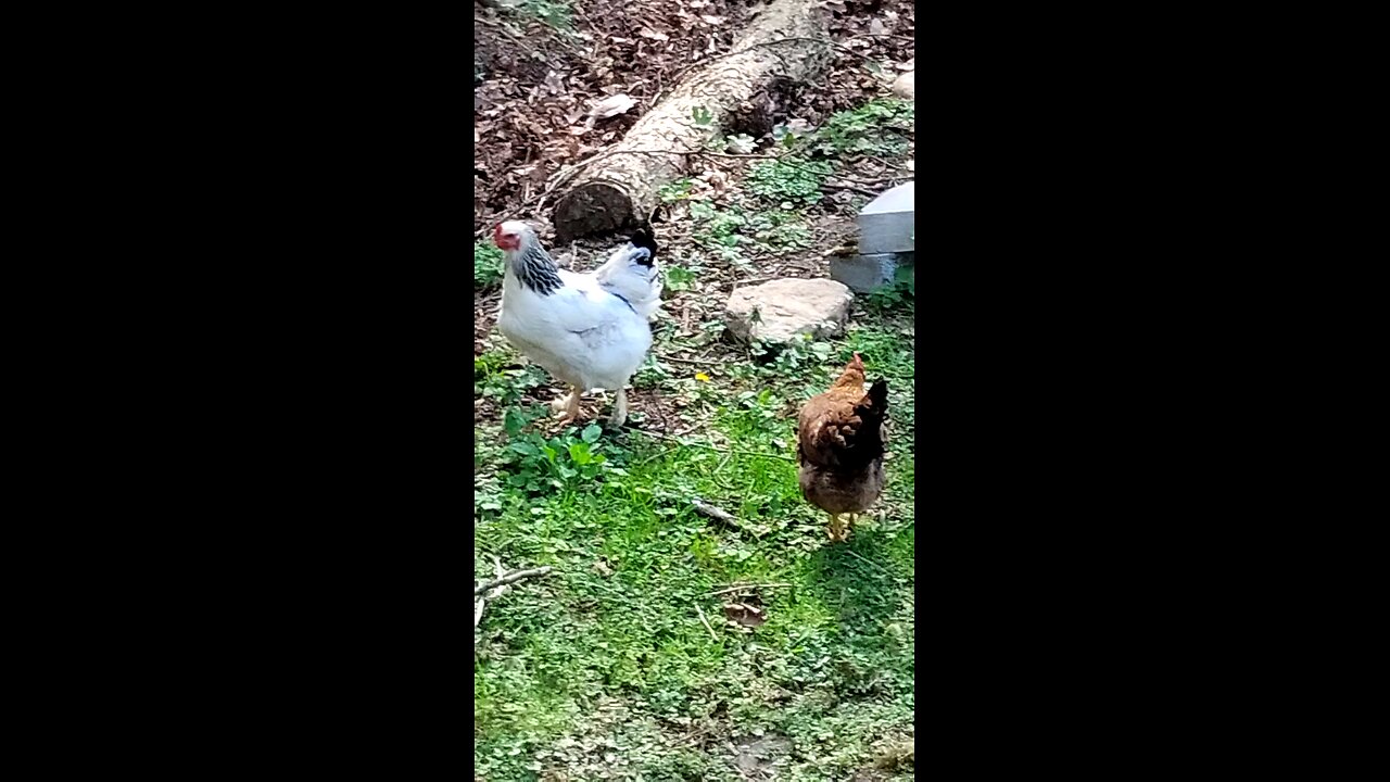 🐥 Chickens 🐓