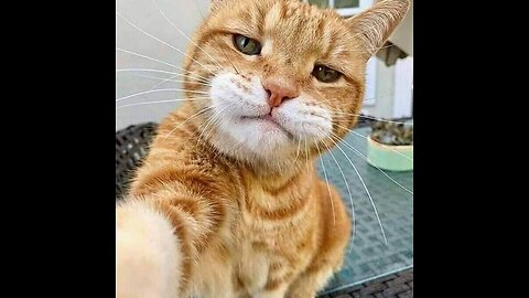 Hilarious & Adorable Cat Moments You Can’t Miss!
