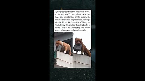 Dog Starts Throwing Bricks At People