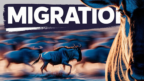 The Chaos and Scuffle in a Wildebeest Migration