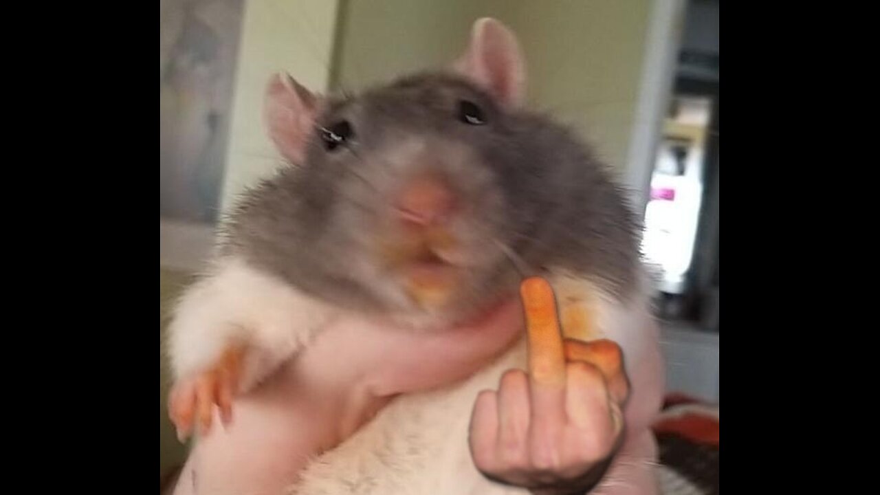 SEASON OF THE RAT - RAT SEASON 9/10/25