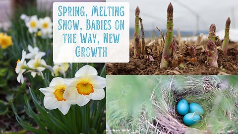 Spring's Arrival - Melting Snow, Babies on the Way, New Growth, First Flowers, & Lots of Chores