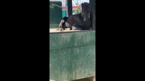 Two Goats 🐐 #goats #goat #followme #shorts #viral #trending