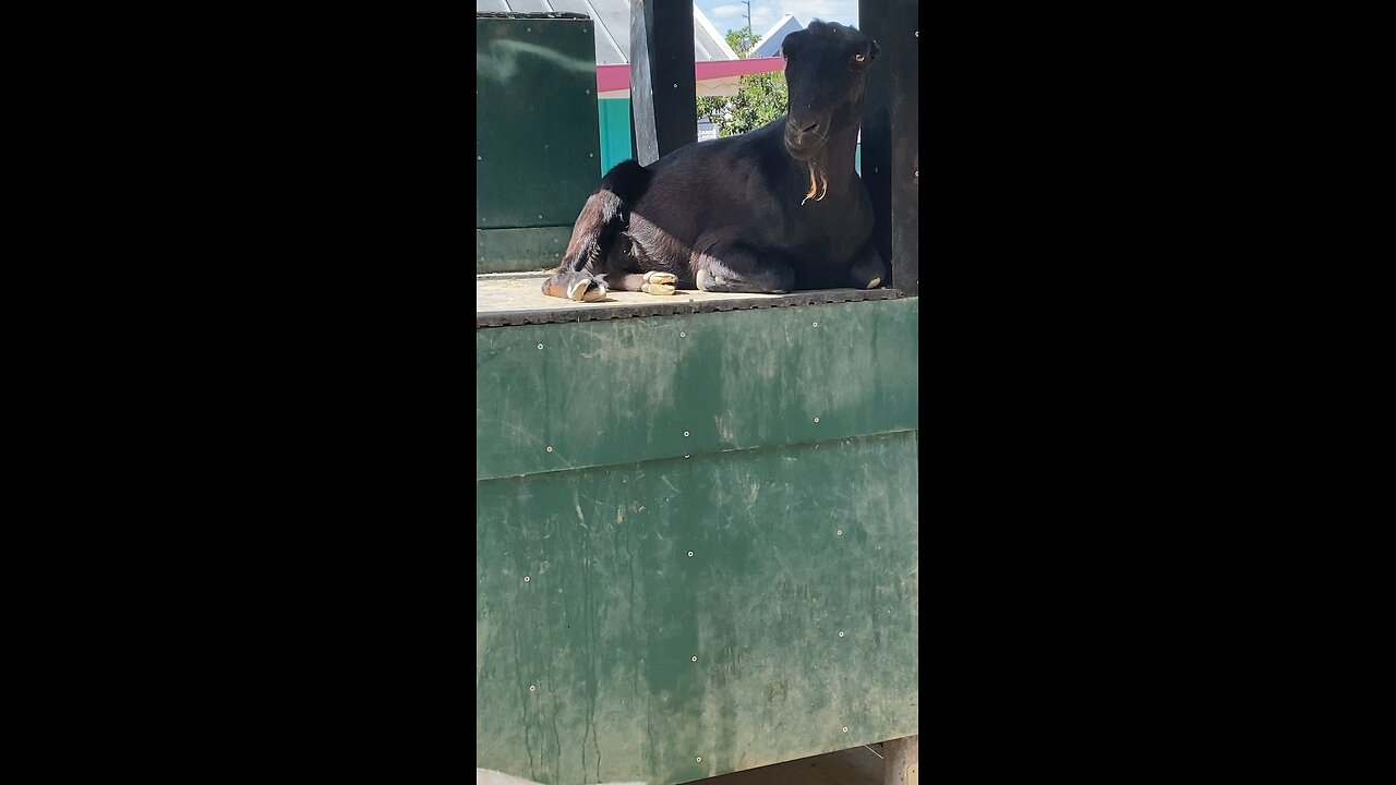 Two Goats 🐐 #goats #goat #followme #shorts #viral #trending