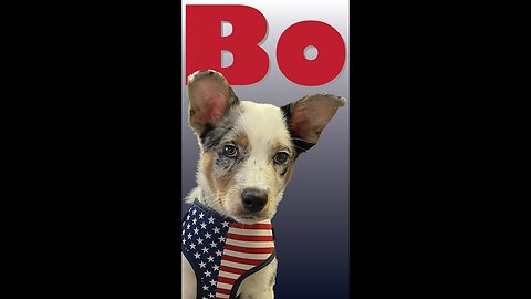 Bo's 1st Heel Session #puppy #dog #training #yankeefree #shorts #heel