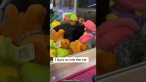 When Every Day Is a Comedy Show with Pets!
