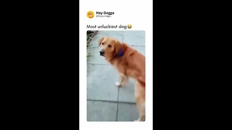Most unluckiest dog fails 😆