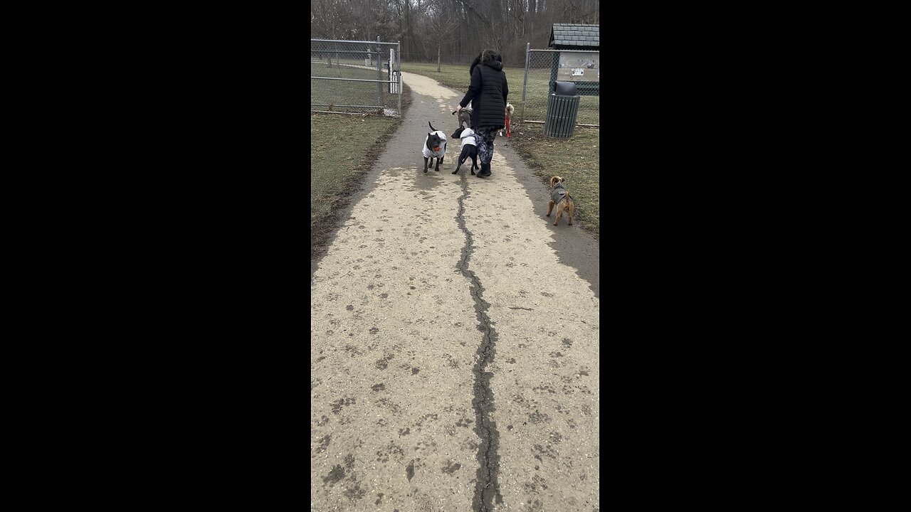 Fashion show at the dog park