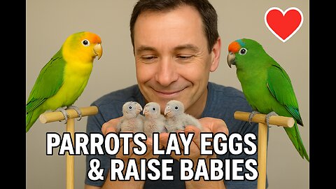 Parrots Lay Eggs & Raise Babies With Help From a Kind Man | A Beautiful Family Bond 🦜❤️"