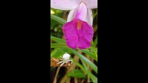 16.9.2025 From the Garden