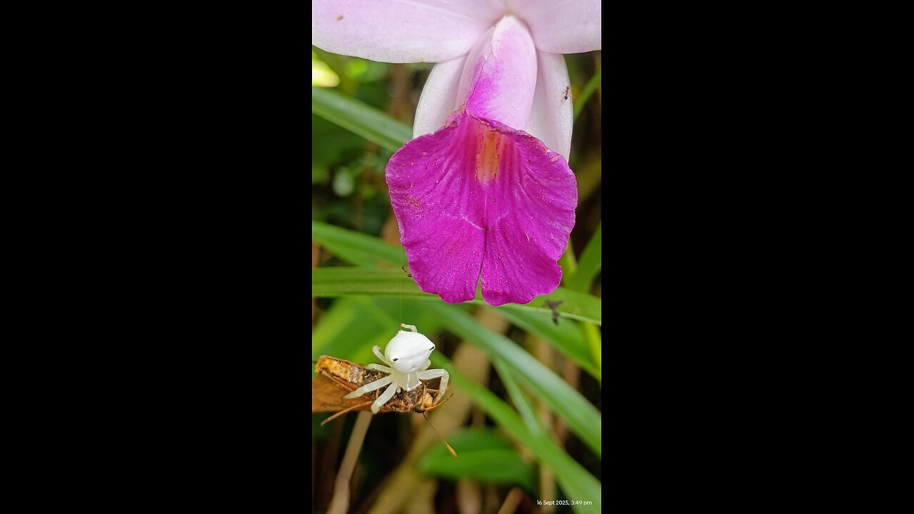 16.9.2025 From the Garden