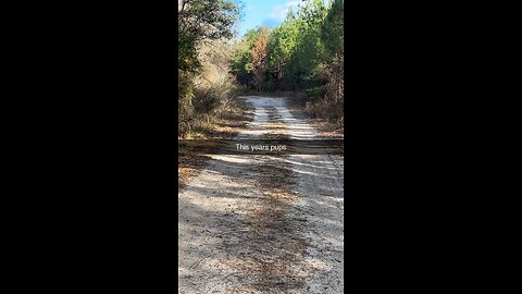 Puppies 5 months old doing an outstanding job.