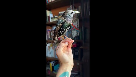 Sweet whistle of the Herring