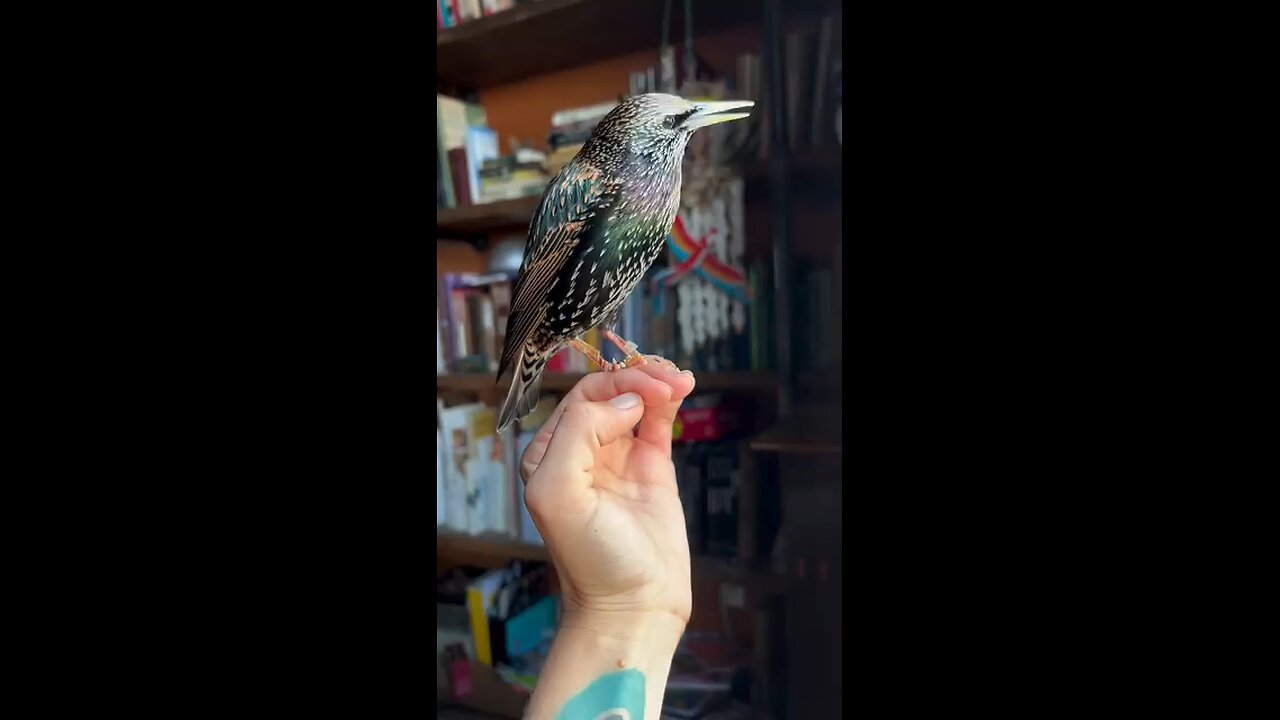 Sweet whistle of the Herring
