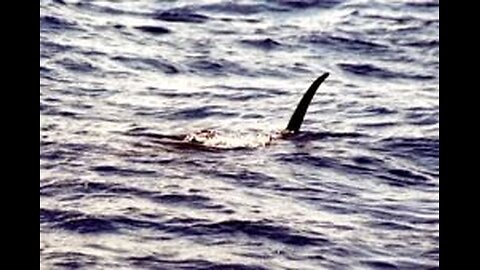 Giant Marlin