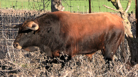 GANADERÍA CASA DE LOS TOREROS