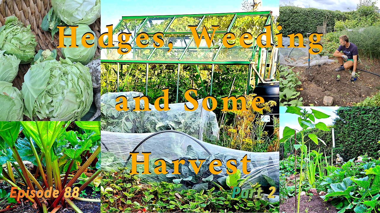 Summer Harvest & Garden Rescue! 🌿 (Part 2) | Tackling Weeds, Hedges & Harvesting