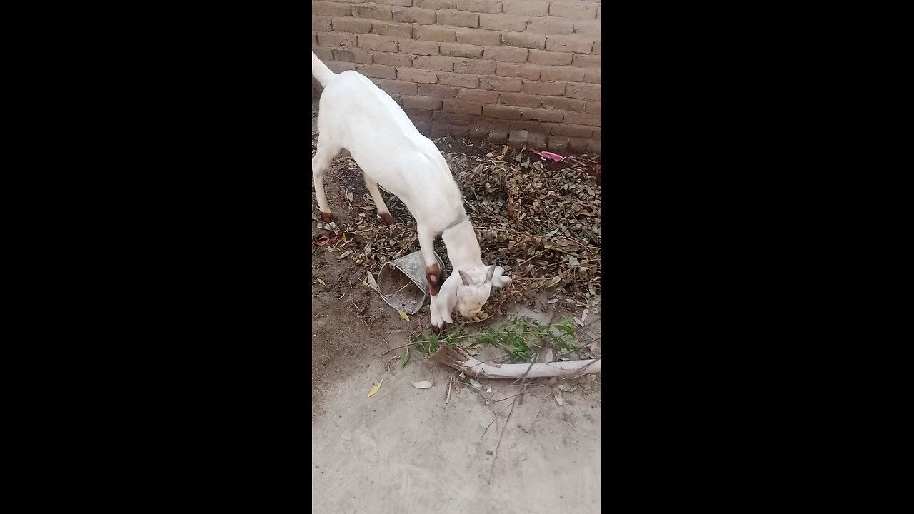 my goat 🐐 video 📸