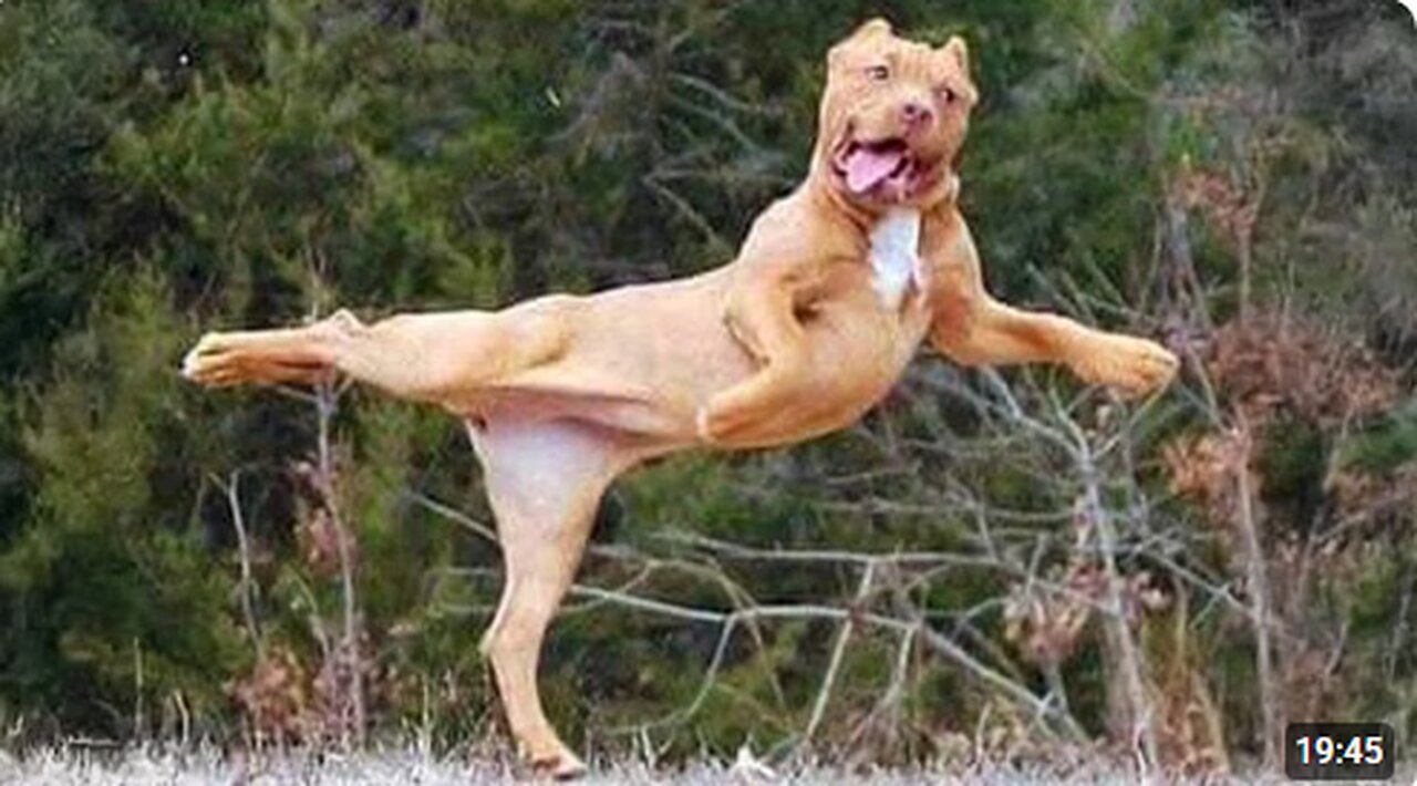 I would die laughing for these comedian dogs 😂 Funny Dog Videos