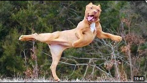 I would die laughing for these comedian dogs 😂 Funny Dog Videos
