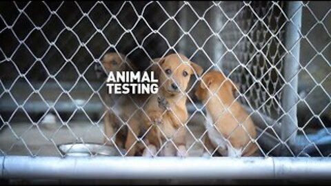 Animal Testing