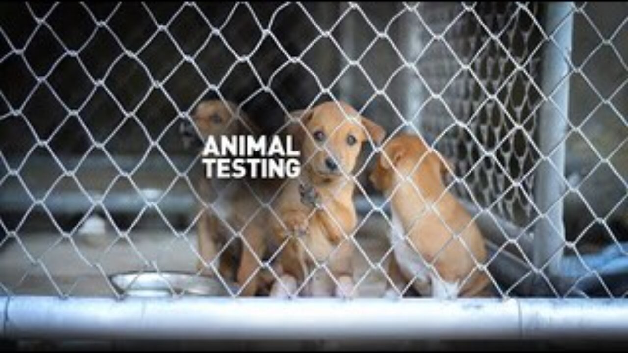 Animal Testing
