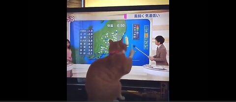 Laugh Along with Funny Kitten Antics: Cat Videos