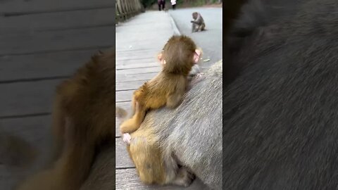 Funny monkey