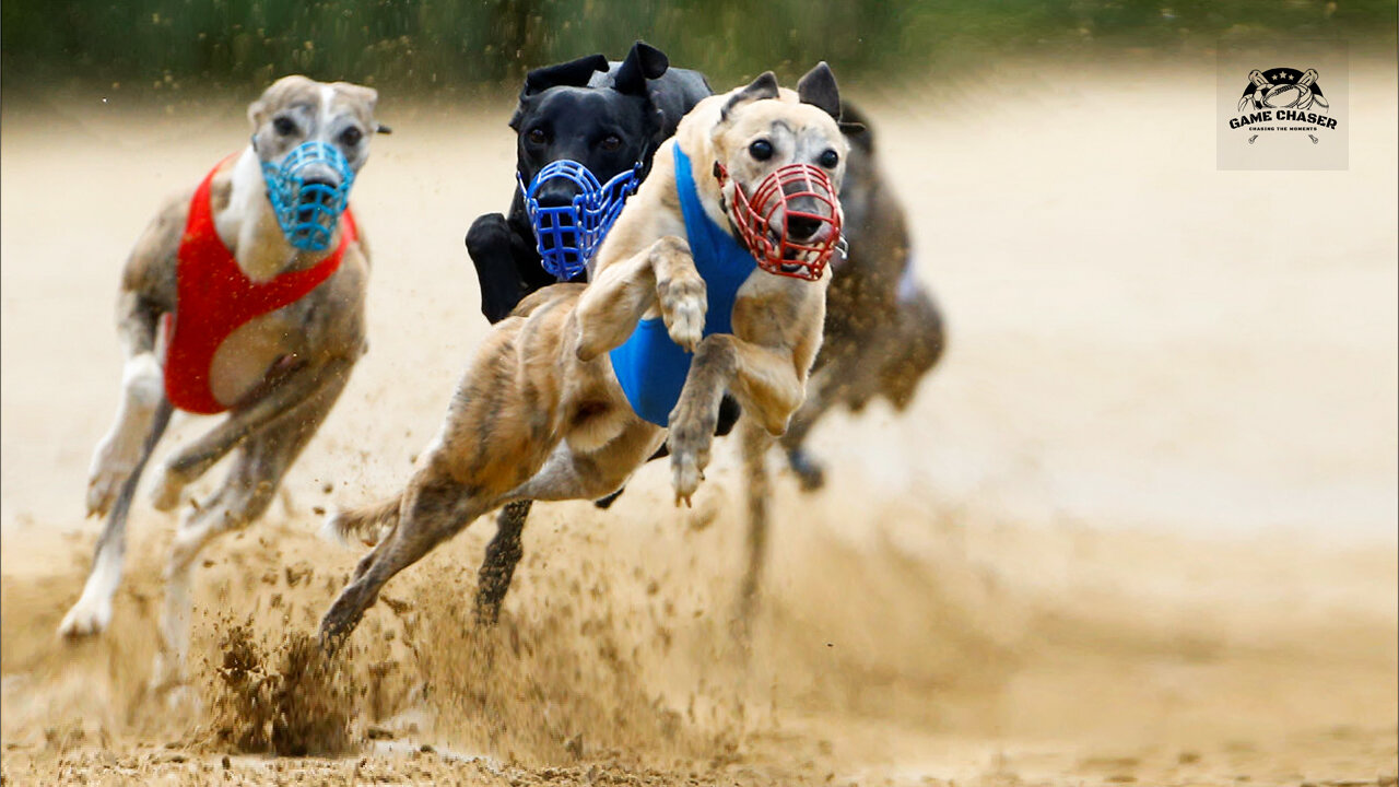 Mad Dog Race - Greyhound