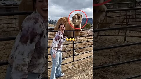 Animals Funny Compilation #funnyanimals #animals #pets #shorts