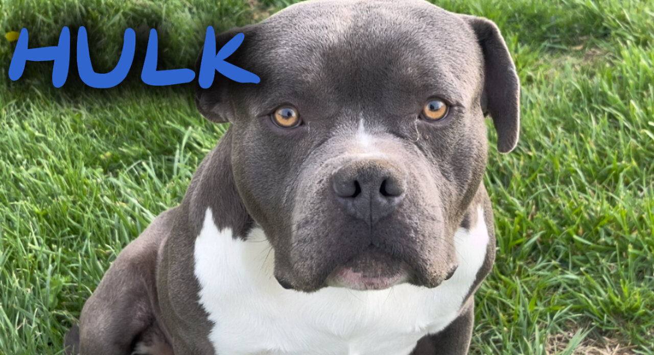 "Hulk" - One & A Half Year Old Male, Standard Bully For Sale (Price In Description)