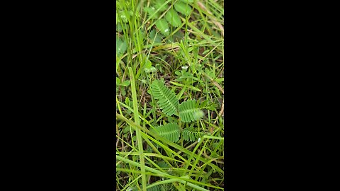 touch-me-not plant