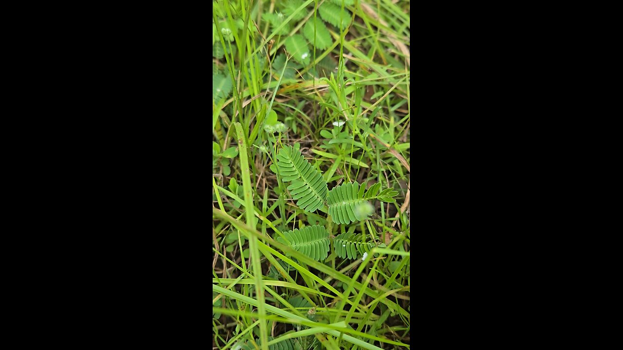 touch-me-not plant