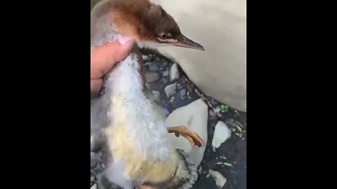 funny animals