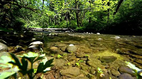 River Sounds & Birdsong in the Forest ¦ Relaxation, Sleep & Meditation