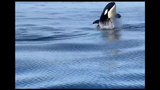 killer whales says hello